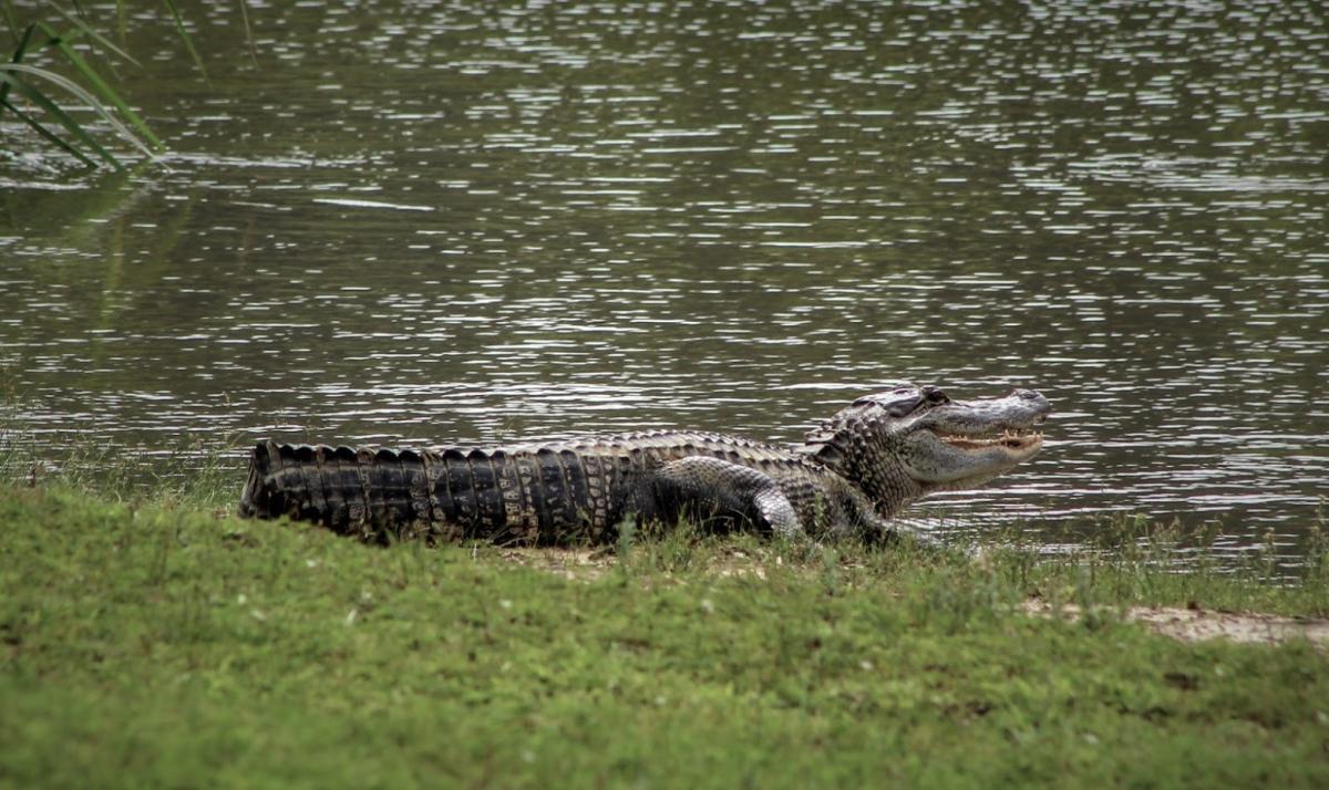 Photo Essay Alligator Antics Arkansas State Parks